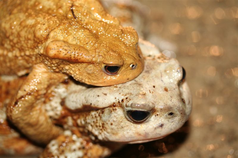 Rospo femmina albino (?) + come salvare metamorfosati?